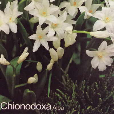 10 Chionodoxa / Glory of the Snow &#39;Alba&#39;