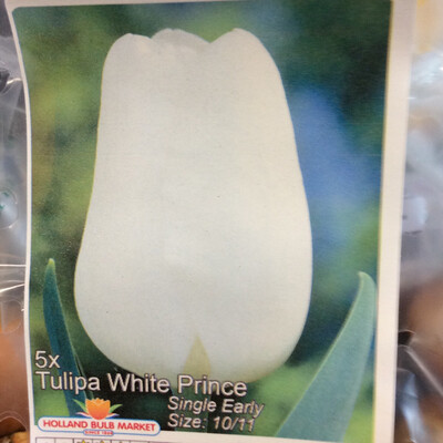 10 Tulips White Prince