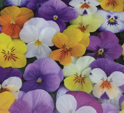 Viola  Mix Short Day