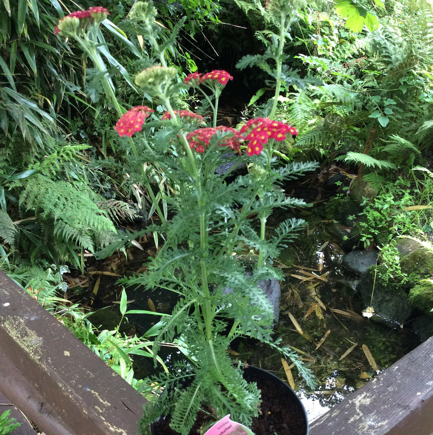 Achillea ‘Strawberry Seduction’