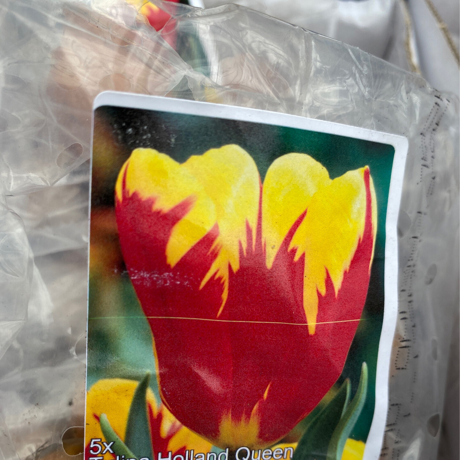 Tulip Holland Queen 5 Bulbs