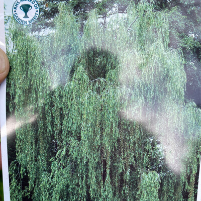 Golden Babylon weeping Willow golden stems ,strong grower . Strong trees for planting from now. Height Approx 170cm