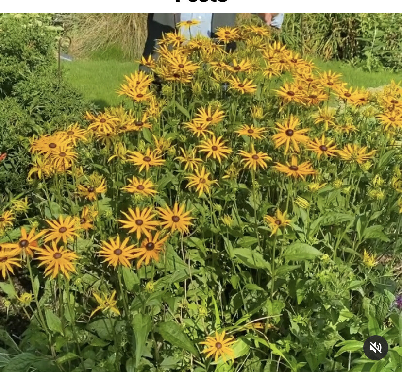 Rudbeckia &#39;Goldstrum&#39; - Black Eyed Susan .plants may be pruned back on delivery Flowers for months and lasts for years . Smothered In yellow daisy like flowers with a dark eye . Winter hardy and tough