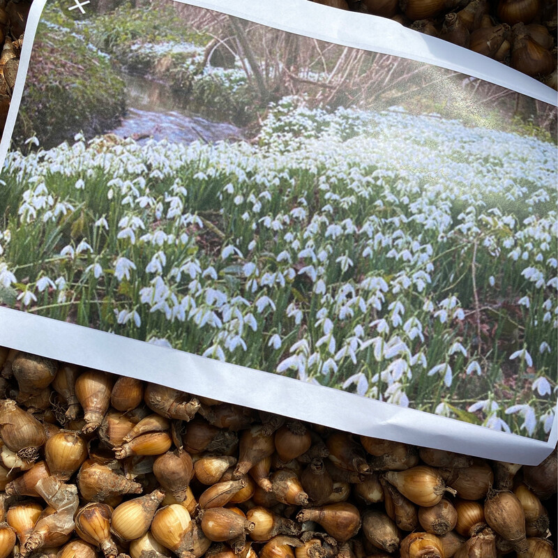 100 Snowdrop Bulbs Snowdrops