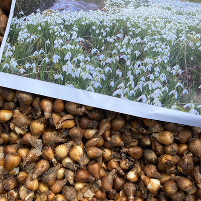 50 Snowdrop Bulbs