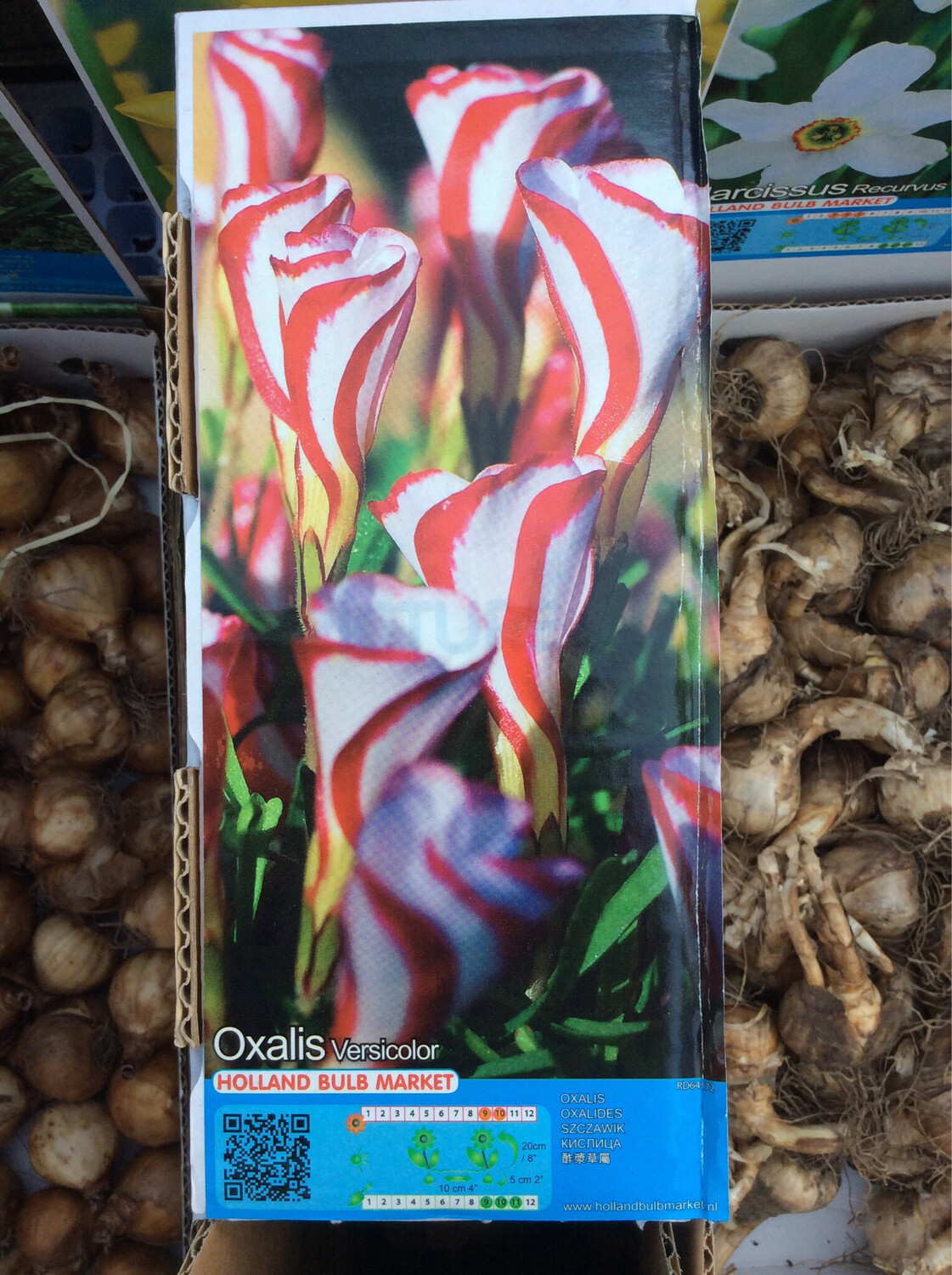 10 Candy Cane Oxalis White