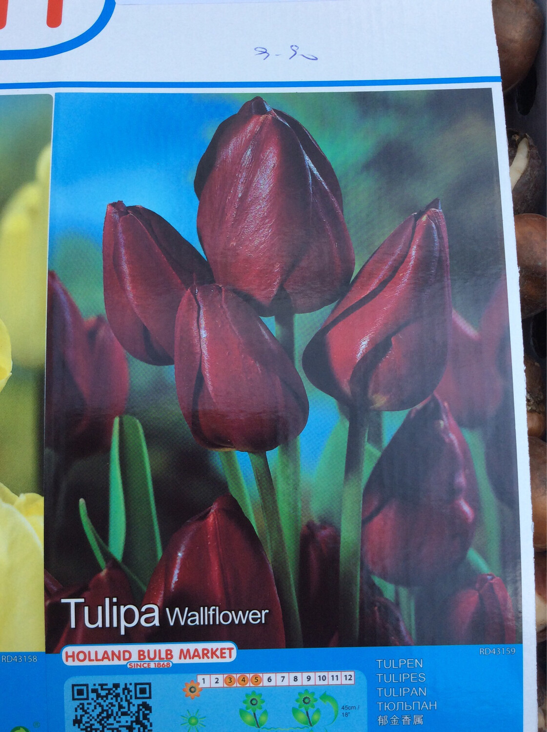 10 Tulip Wallflower