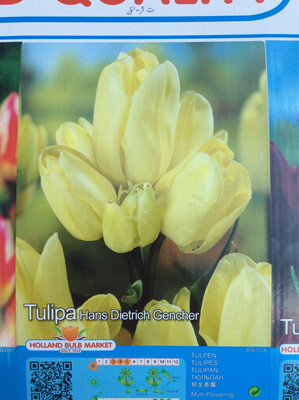 10 Multi-Head Tulip &#39;Hans Dietrich Gencher&#39;