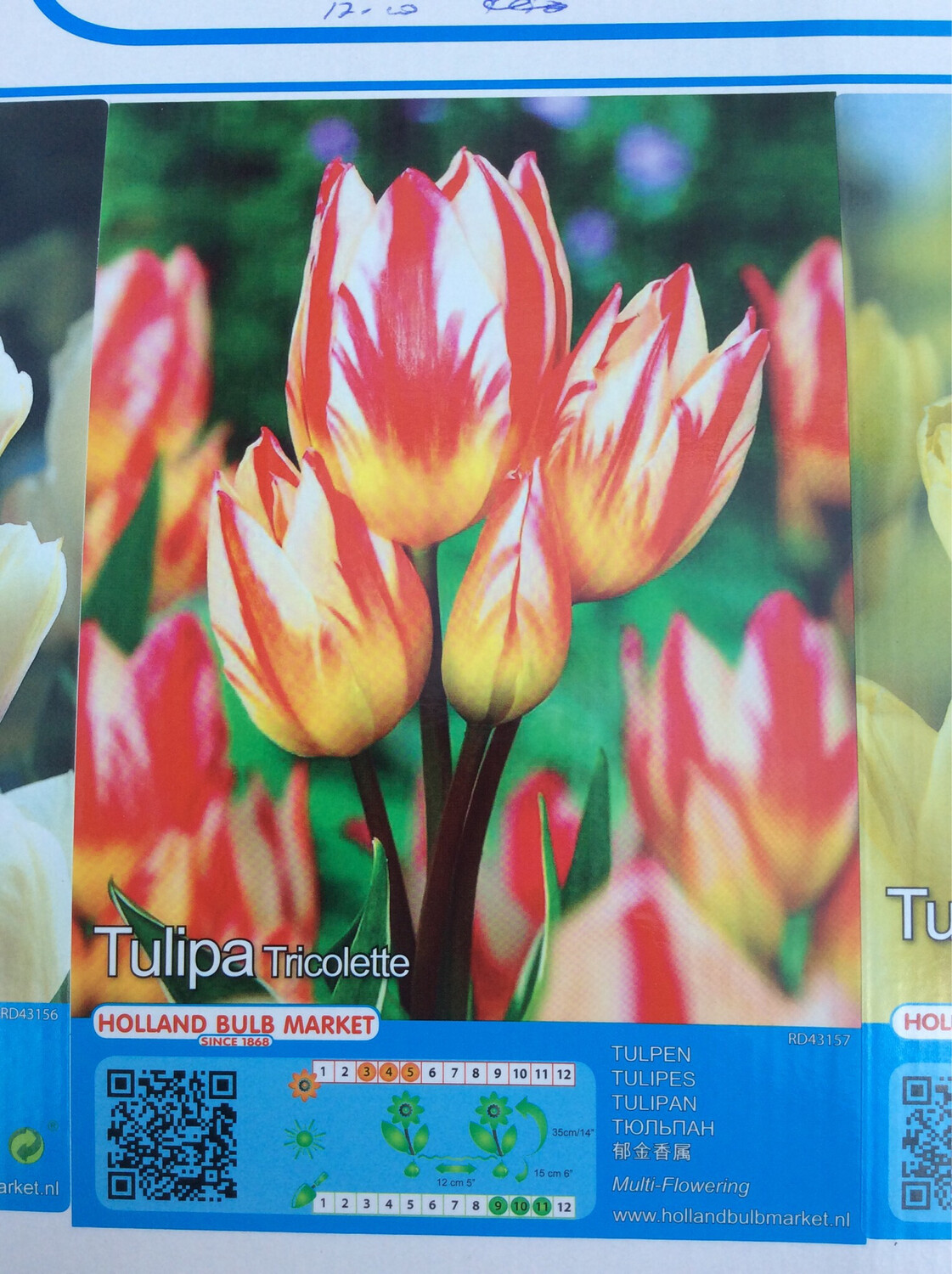 10 Tulip Tricolette