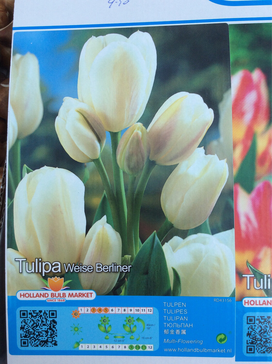 10 Tulip Weise Berliner