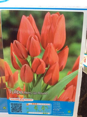 10 Multi-Head Tulip Merry Go Round