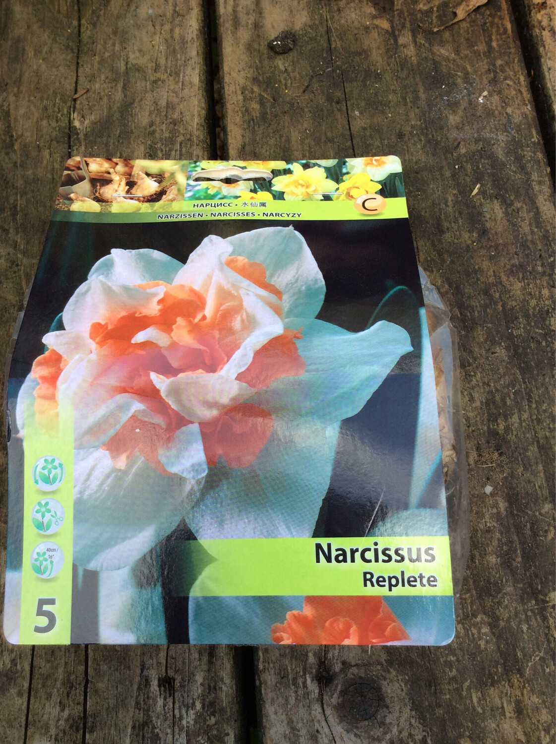 10 Narcissus Replete Bulbs