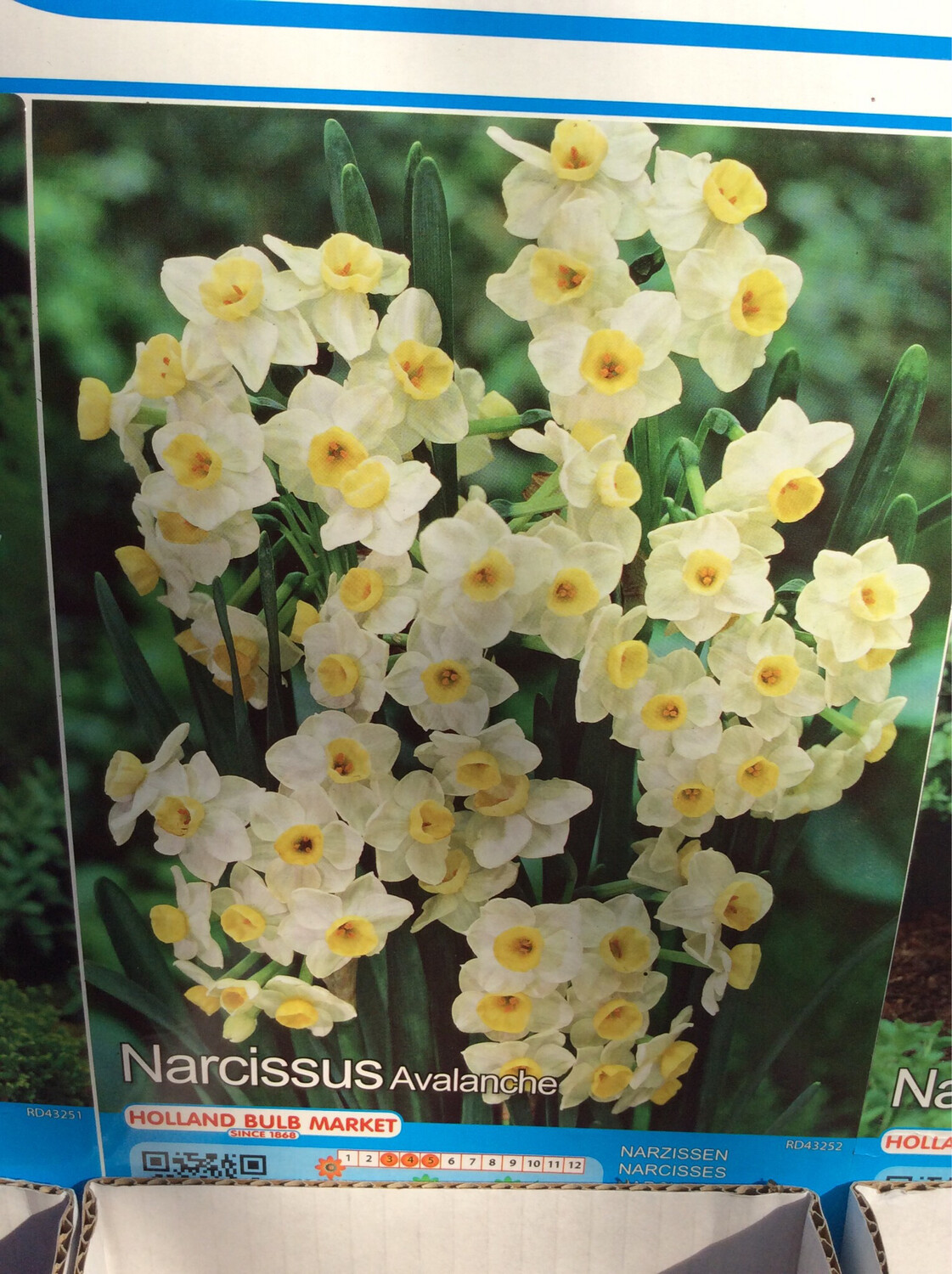 10 Narcissus Avalanche Bulbs