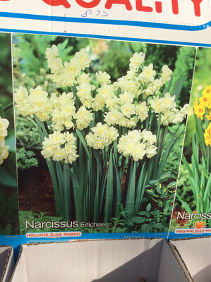 5 Narcissus Erlicheer Bulbs