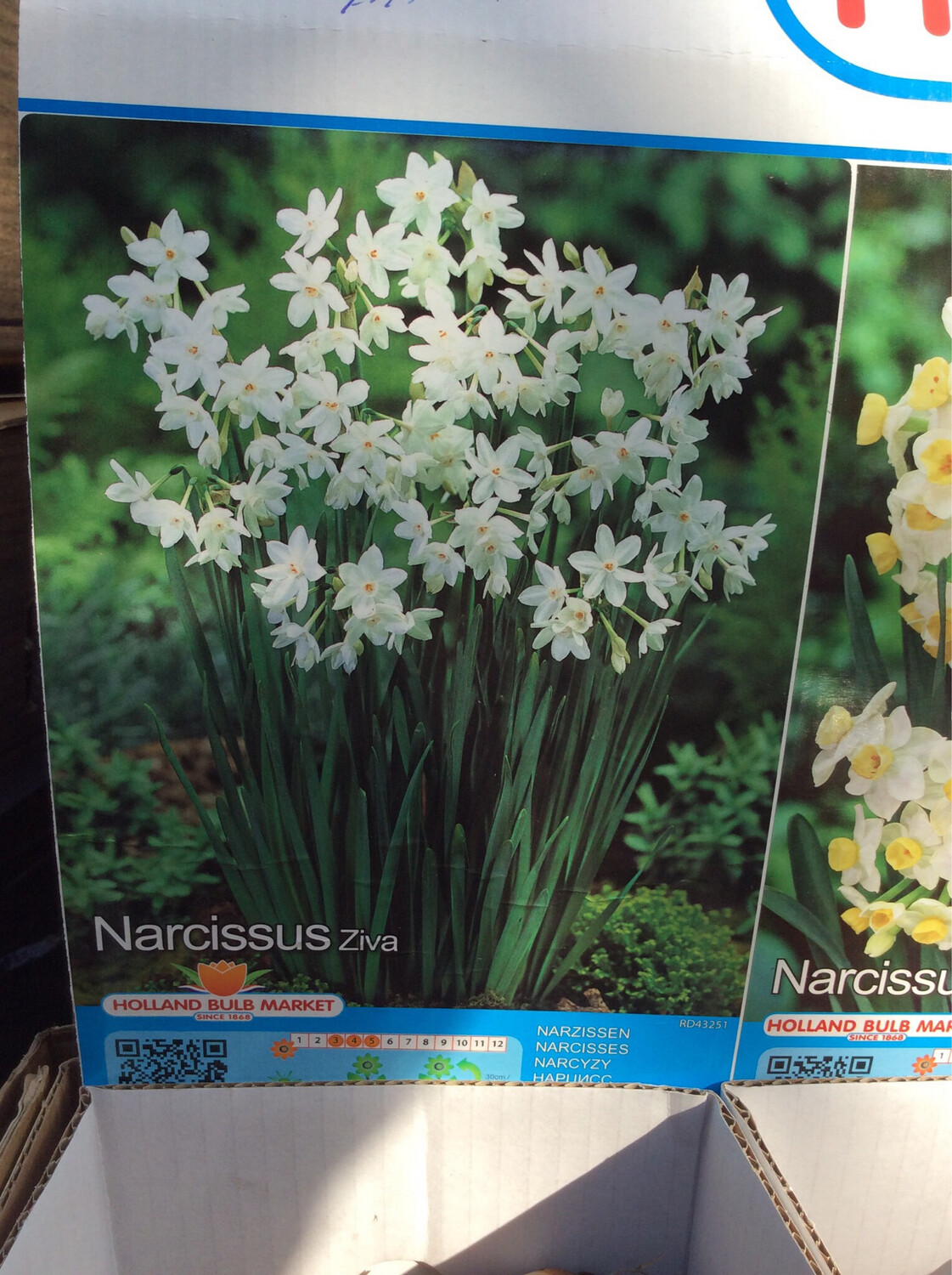 5 Narcissus Ziva Bulbs