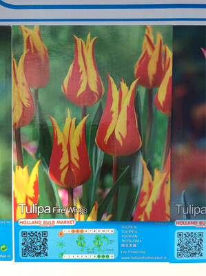 10 Lily-Flowering Tulip Fire Wing Bulbs