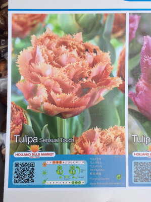 10 Tulip Sensual Touch Bulbs