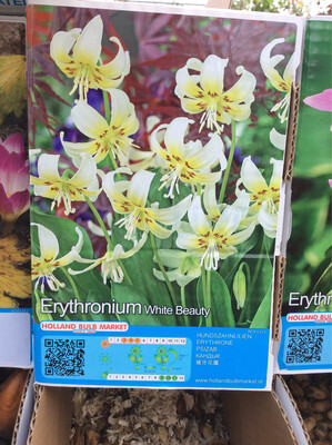 1 Erythronium White Beauty Bulb