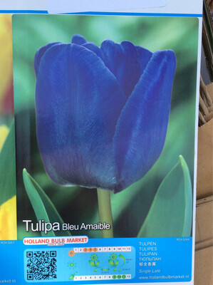 10 Tulip Blue Amaible Bulbs