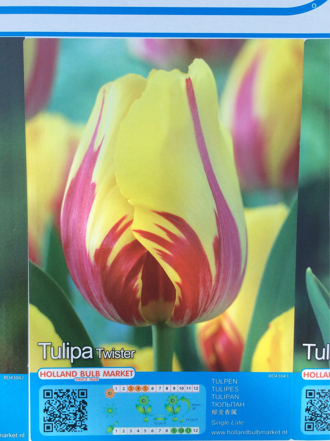 10 Tulip Twister Bulbs