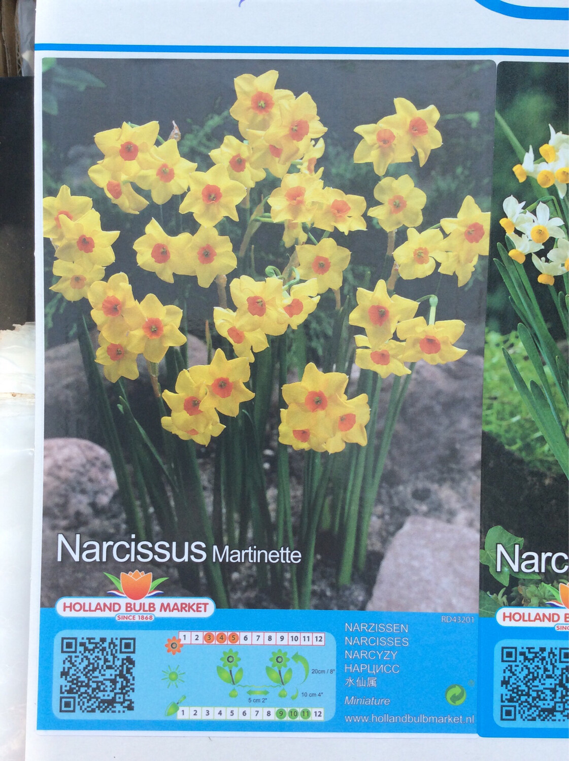 10 Narcissus Martinette Bulbs