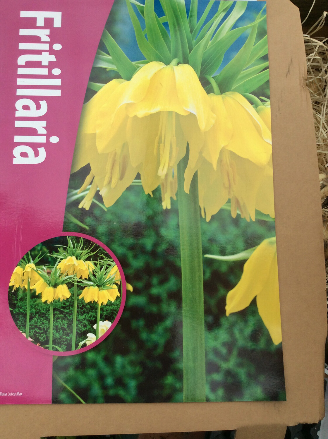 1 Fritillaria Lutea Max Bulb Crown Imperial 