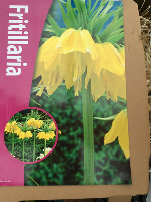 1 Fritillaria Lutea Max Bulb Crown Imperial plant from now in pots or beds for a stunning display in spring.