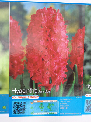 1 Hyacinth Jan Bos Bulb