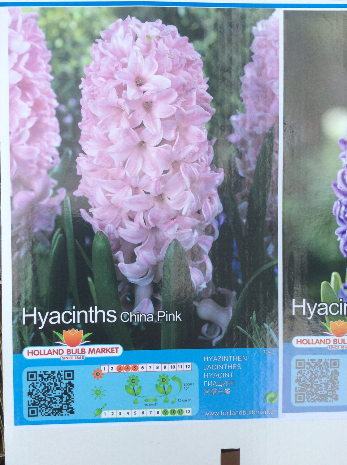 3 Hyacinths China Pink Bulbs
