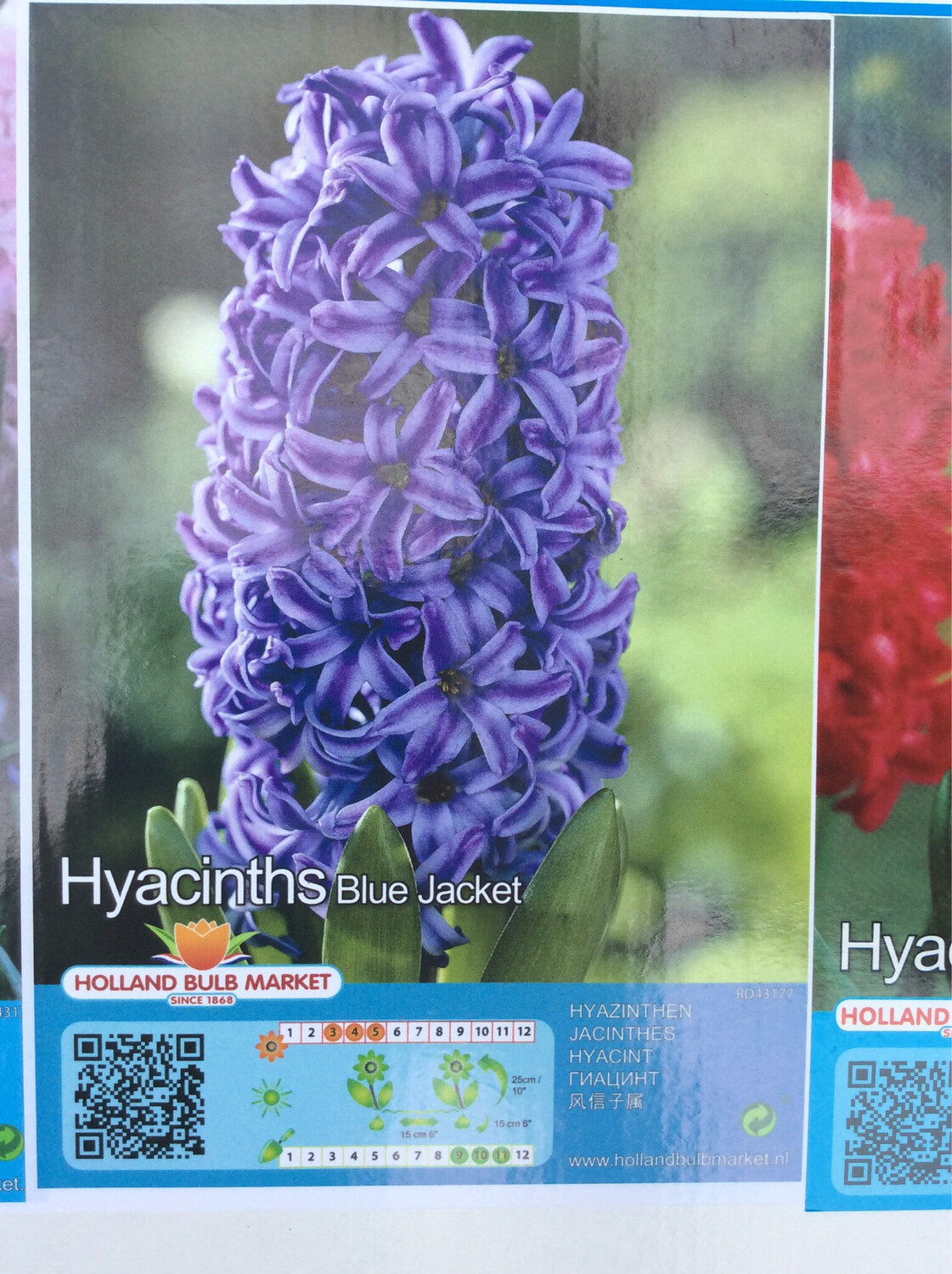1 Hyacinth Blue Jacket Bulb
