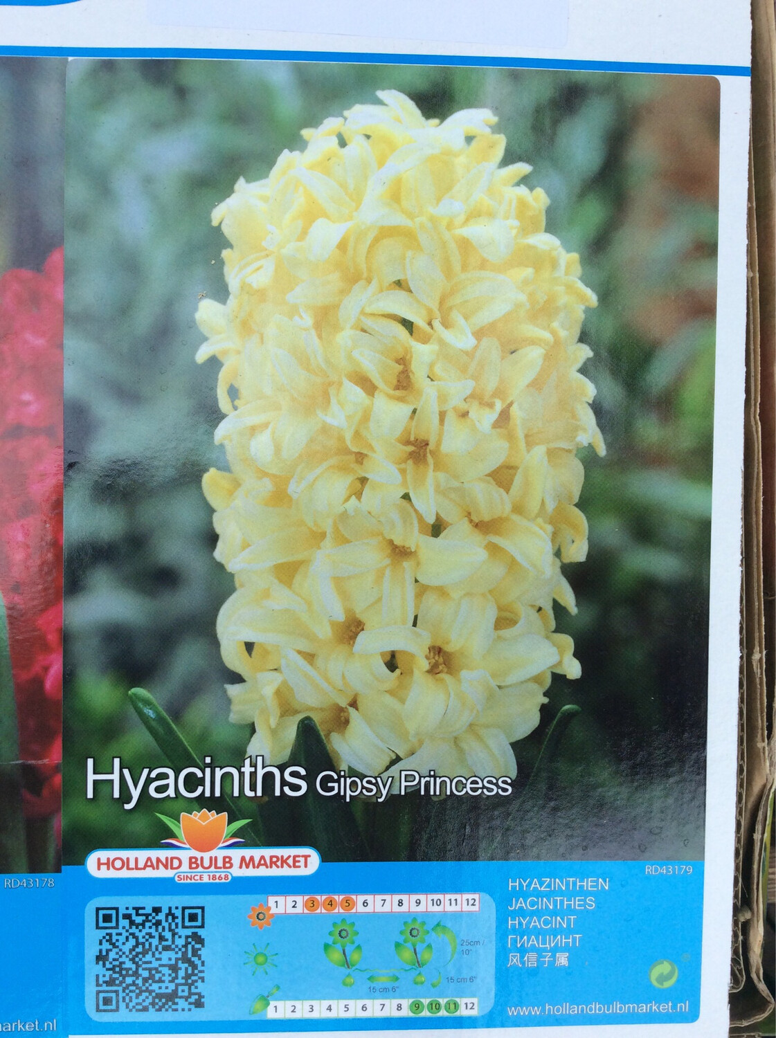 1 Hyacinths Gipsy Princess Bulbs