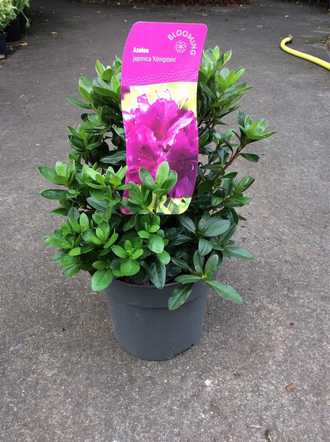 Azalea Japonica Blue Danube ..Hardy Evergreen Shrub for pots or beds smothered In cerise to purple flowers in spring