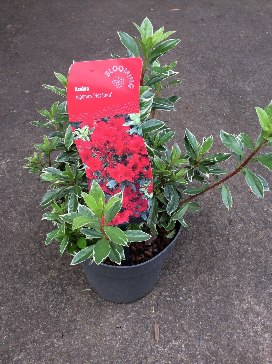 Azalea Japonica &#39;Hot Shot&#39;