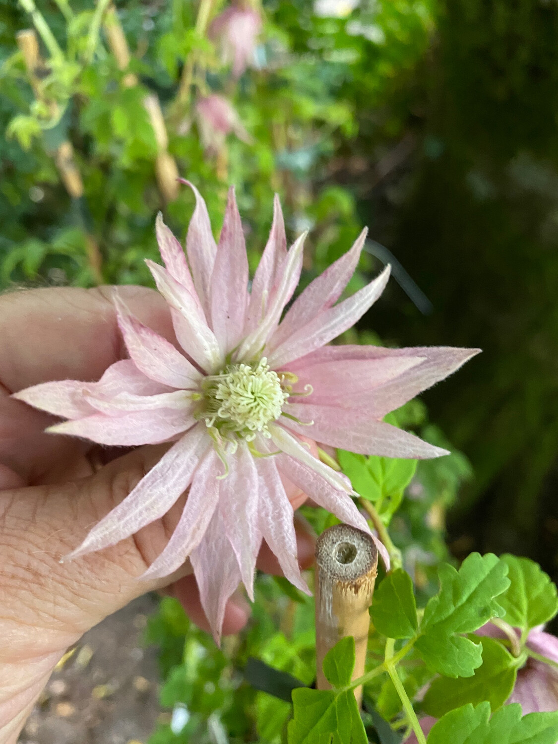 Clematis Country Rose fast growing Climber for wall ,fence or arch