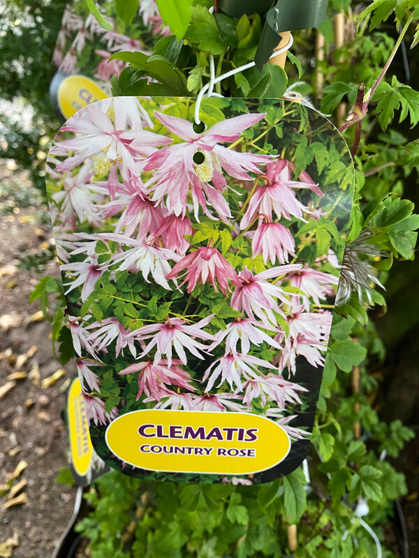 Clematis Country Rose fast growing Climber for wall ,fence or arch