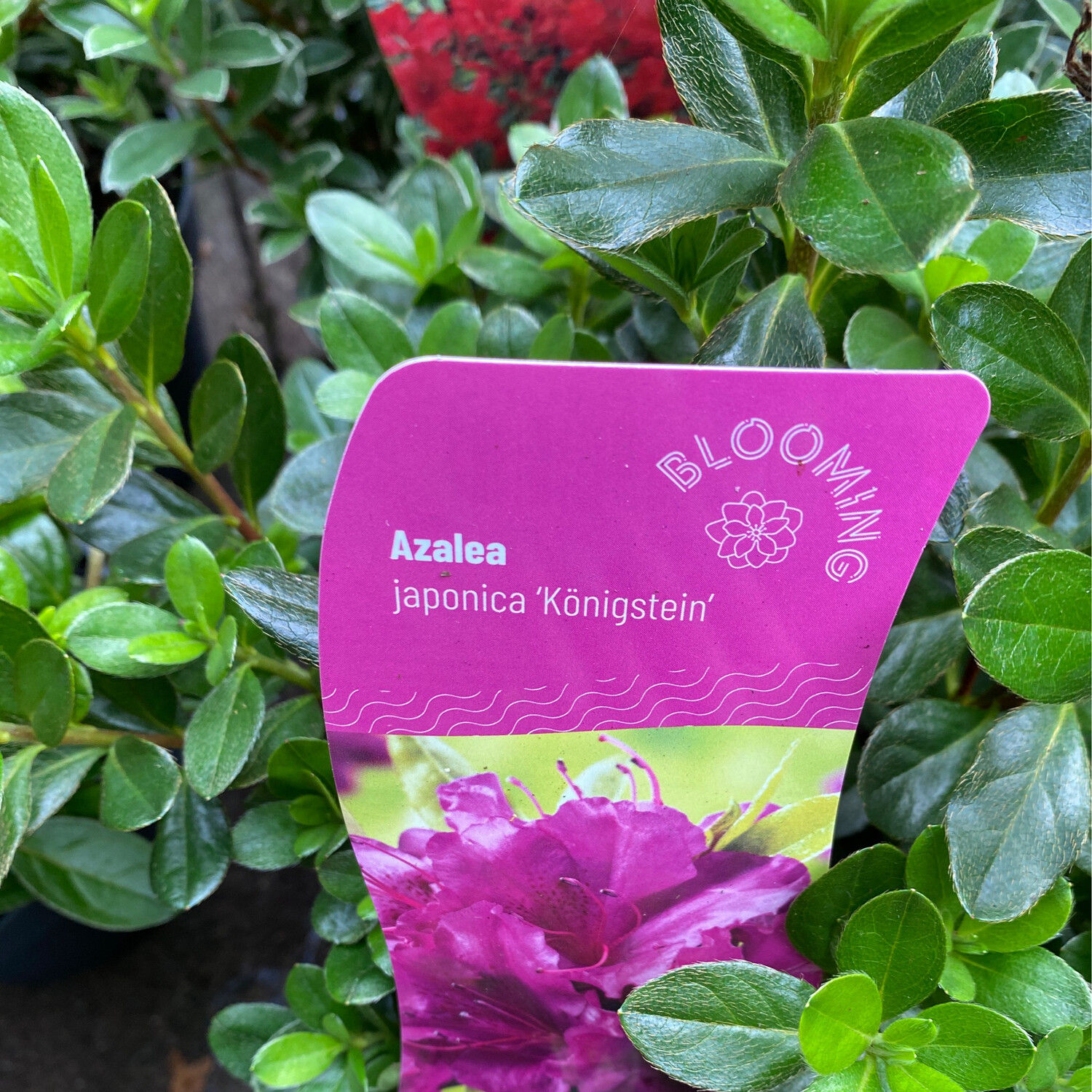 AZALEA Purple King