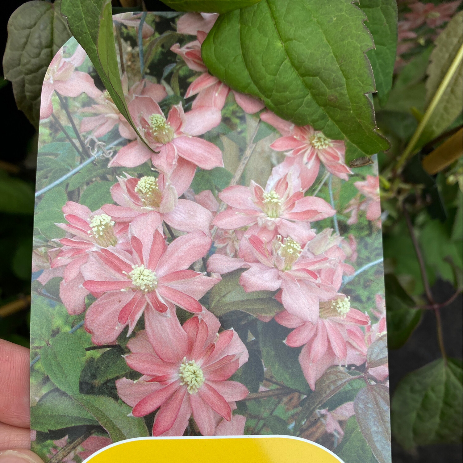 Clematis Broughton Star Fast growing climber for wall fence or arch