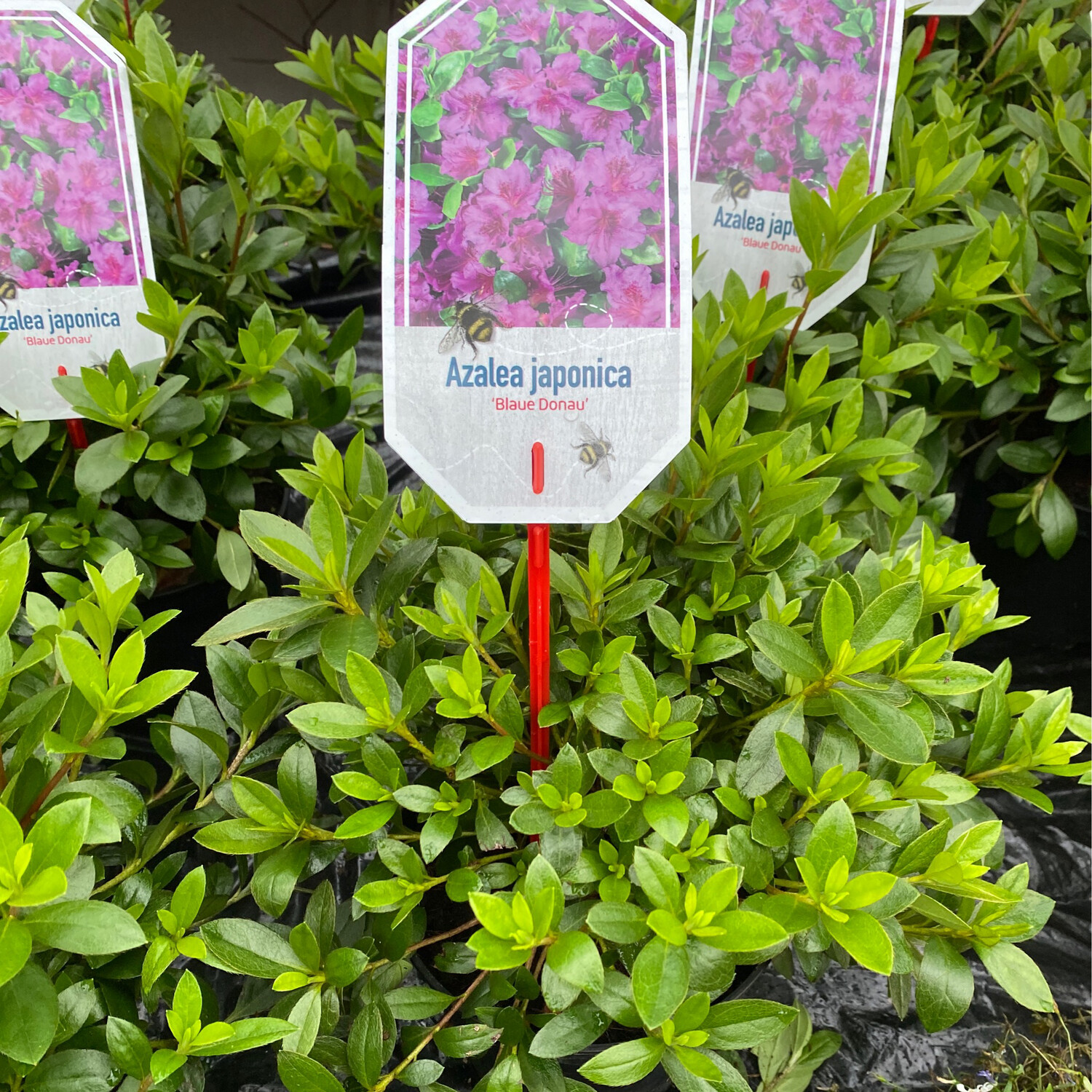 AZALEA BLUE DANUBE (delivery from Mid June )a hardy evergreen shrub with  cerise flowers In Spring Good In pots or beds STRONG POT GROWN PLANTS