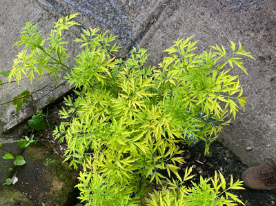 Sambucus Golden Power a hardy shrub with golden foliage …lovely contrast when planted with Sambucus Black Lace Can be used as a bushy shrub or a small garden tree
