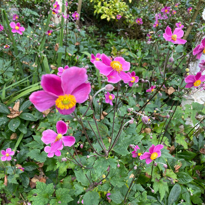 Pink Japanese Windflower ,flowers summer and autumn Winter hardy And Last For ….Years Young well established plants ready for planting