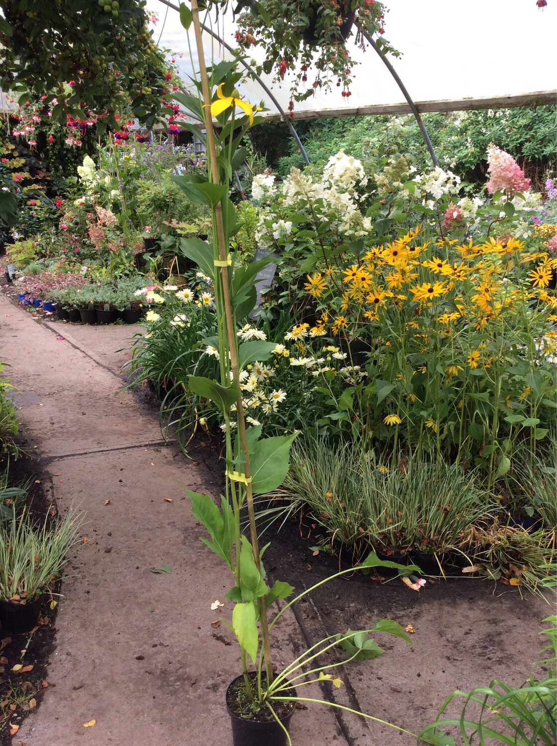 Rudbeckia Fulgida Goldilocks