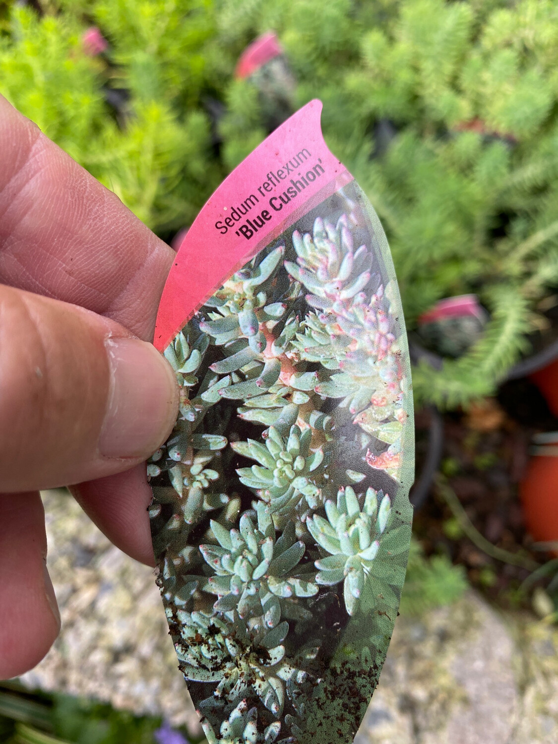 Sedum Blue Cushion…a ground cover plant with blue /grey foliage and yellow flowers Winter hardy and lasts for years!