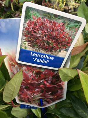 Leucothoe &#39;Zeblid&#39;