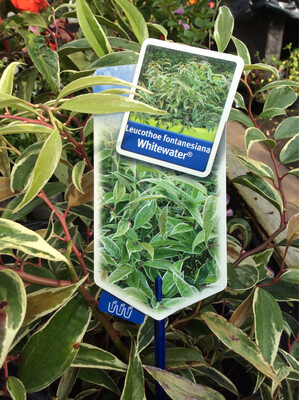 Leucothoe “Whitewater”