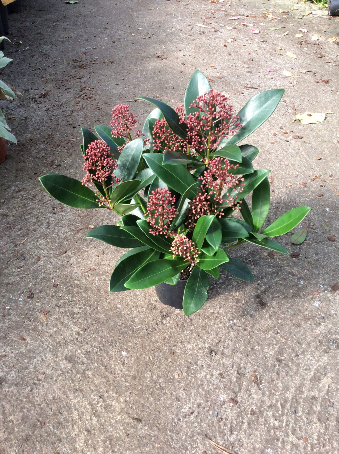 Skimmia Extase Male Skimmia red flower buds in winter ,white flowers in spring 