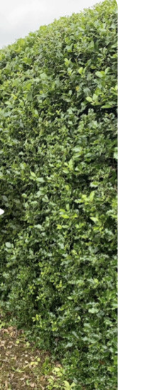 Ilex aquifolium Green Hedger the best holly hedge ,evergreen,dense and tough POT GROWN PLANTS