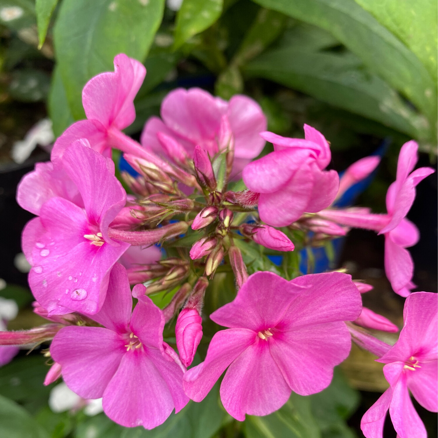 PHLOX FLAME PINK with White Eye months of fragrant flowers in summer and early autumn Winter hardy and lasts for years ! DORMANT PERFECT TO PLANT FROM NOW