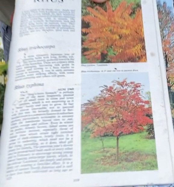 STAGS HORN SUMACH. TREE  small garden tree with colourful foliage in autumn Pot Grown Young Trees selected  for best colour .