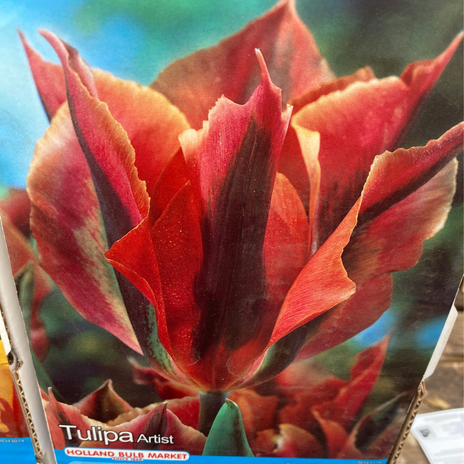 10 Tulip Artist