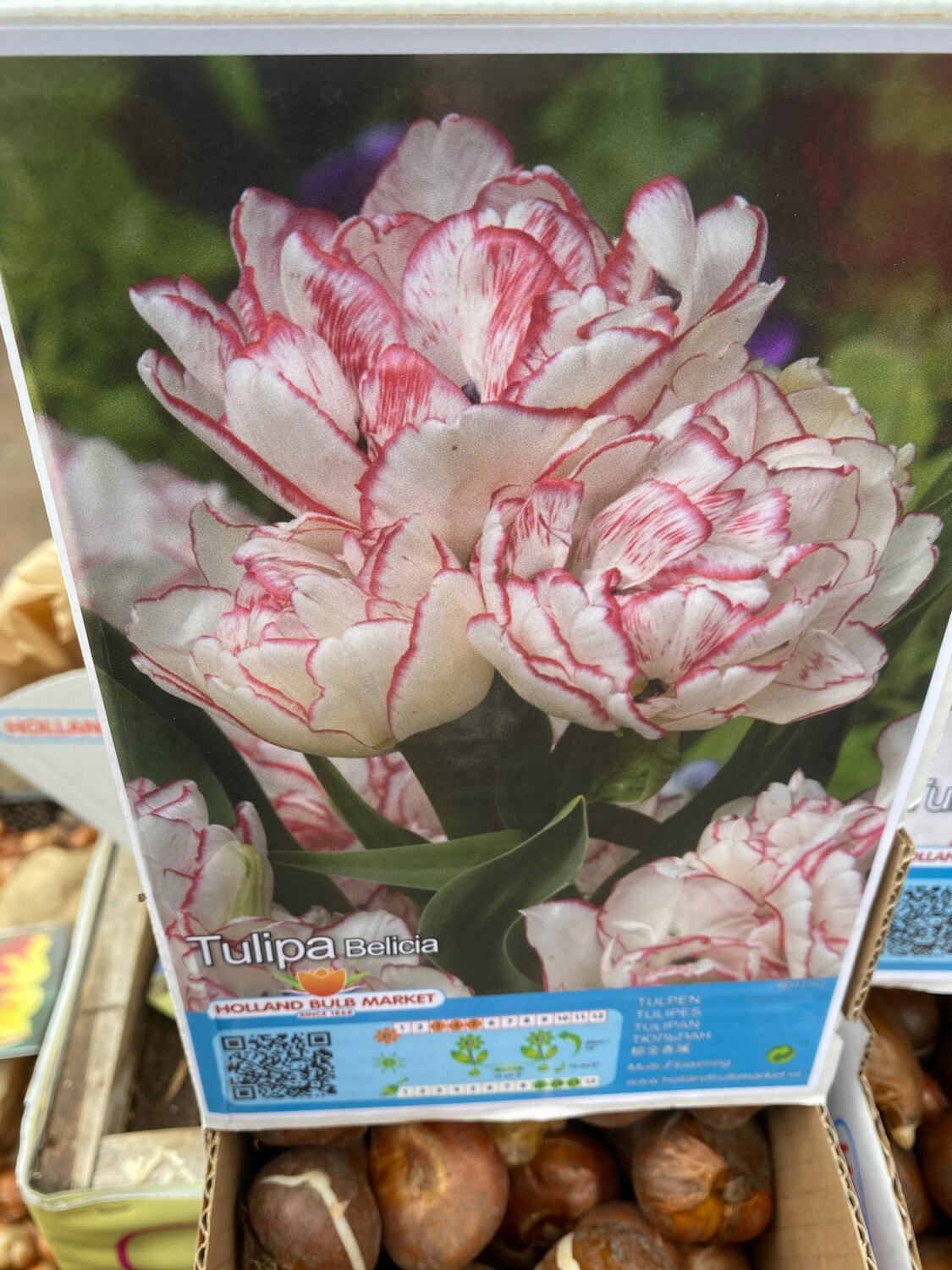 10 Tulip Belicia